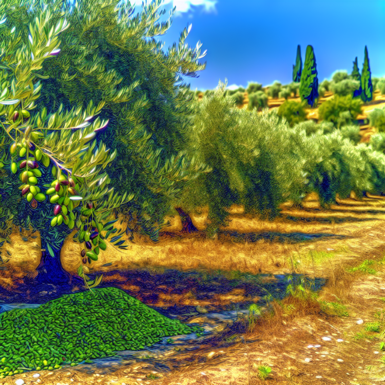 Στην κορυφή της παγκόσμιας λίστας Taste Atlas οι ελαιώνες Σακελλαρόπουλου – monemvasianews.gr