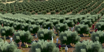 Ξεπέρασαν τα 1.200 διεθνή βραβεία οι ελαιώνες Σακελλαρόπουλου – monemvasianews.gr