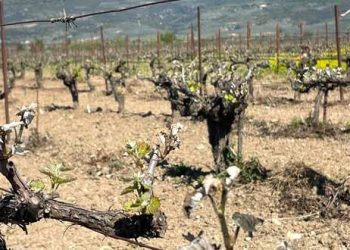 Σοβαρές επιπτώσεις από τον πρόσφατο παγετό στους αμπελώνες Πελοποννήσου