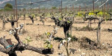 Σοβαρές επιπτώσεις από τον πρόσφατο παγετό στους αμπελώνες Πελοποννήσου
